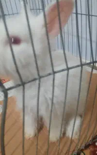 خرگوش