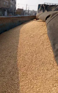 سویا و ذرت برزیل درجه یک و جو روس  درجه یک