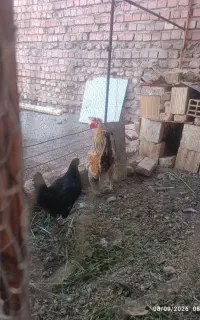 خروس‌محلی‌‌چاق‌
