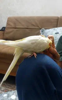 عروس هلندی گم شده