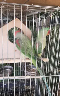 شاه طوطی