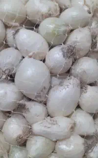 فروش پیاز سفید