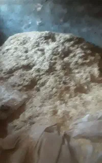 غذای دام