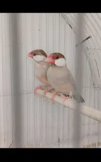 فنچ نرگسی شکلاتی