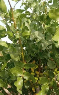 ترکه احمدآقایی