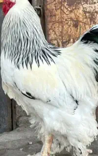 تخم مرغ برهما غول پیکر گرید A