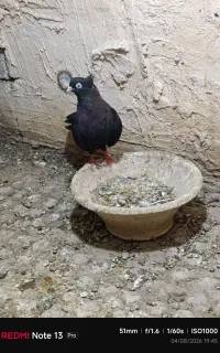 یک جف سیاه بازی دار چشم نوک سفید