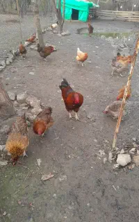 درخواست کارگر
