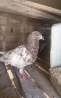 کفتر