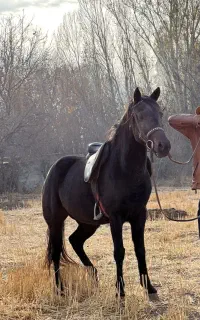 مادیون ترکمن