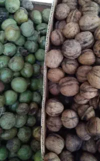 گردو سبز۱۱۰باپوست