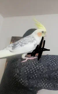 عروس هلندی گمشده