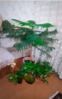 کاج مطبق