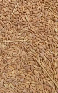 گندم
