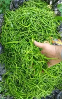 فروش فلفل سوزنی شیرین درجه یک