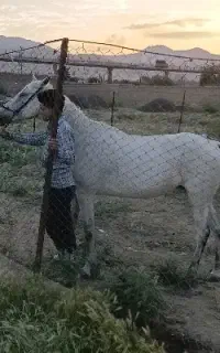 اسب دزدیده شده