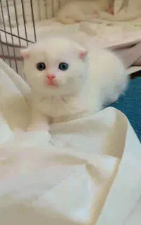 گربه گلد سیلور سفید