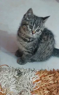 گربه نژاد دار
