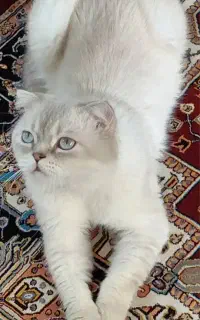 گربه اسکاتیش(نر) برای جفتگیری