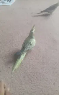 عروس هلندی