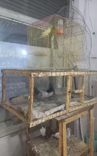 جفتگاه‌کبوتر