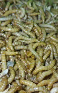 میلورم زنده درجه یک