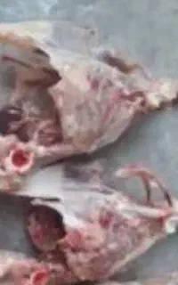 اسکلت مرغ