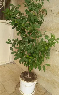 درخت بهار نارنج