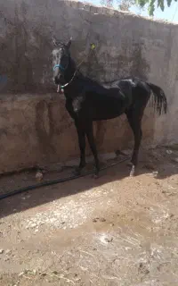 کر اسب نریان