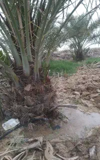 به یک شریک خانم برای زمین ماهی