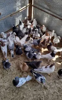 حدود50کفتر