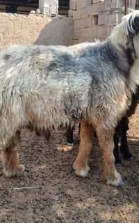 کاوه قوچ بختیاری اصیل(فهلیان)