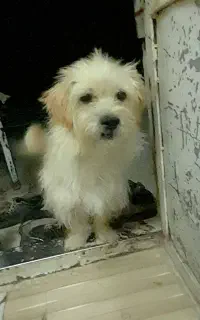 پت خانگی نر