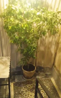 گل بنجامین بزرگ وسرحال تقریبا 2مترو نیم میشه ا