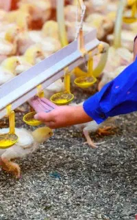 سالندار مرغ گوشتی
