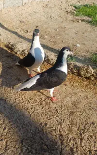 چند جفت ساده سیاه پاک