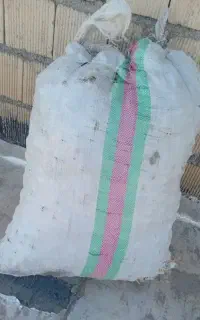 بذر سفید