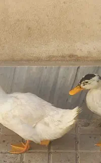 اردک درشت