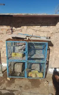 جفتگاه