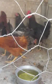 بوقلمون  نر وماده وخروس محلی