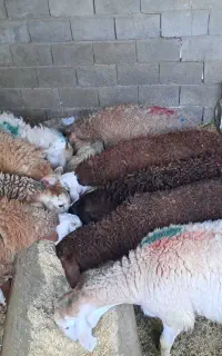 بره نر جمعی