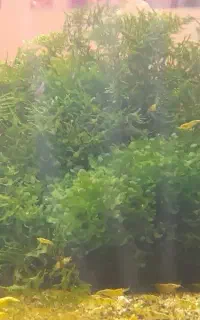 گوپی، میگو، گیاه اکواریومی، فروش اکواریوم