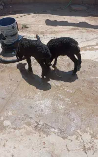 بره شیری
