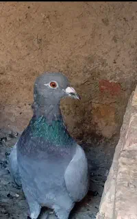 مجسمه دو عدد کبوتر یکی نر یکی دیگه ماده