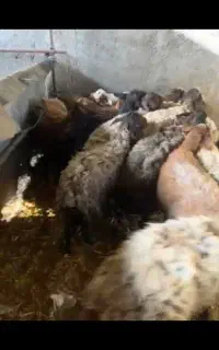 گوسفند ابستن