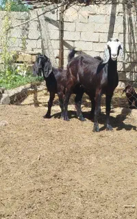 بز پاکستانی جوان