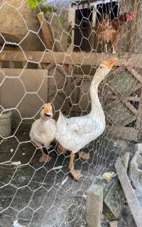 قوغاز لیندا