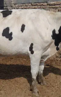 گاوتخک هشت ماه ابستن شکم دوم