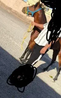 اسب فروشی