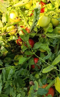 گوجه برای رب و گوجه گیلاسی کنار آسفالت جاده سنتو